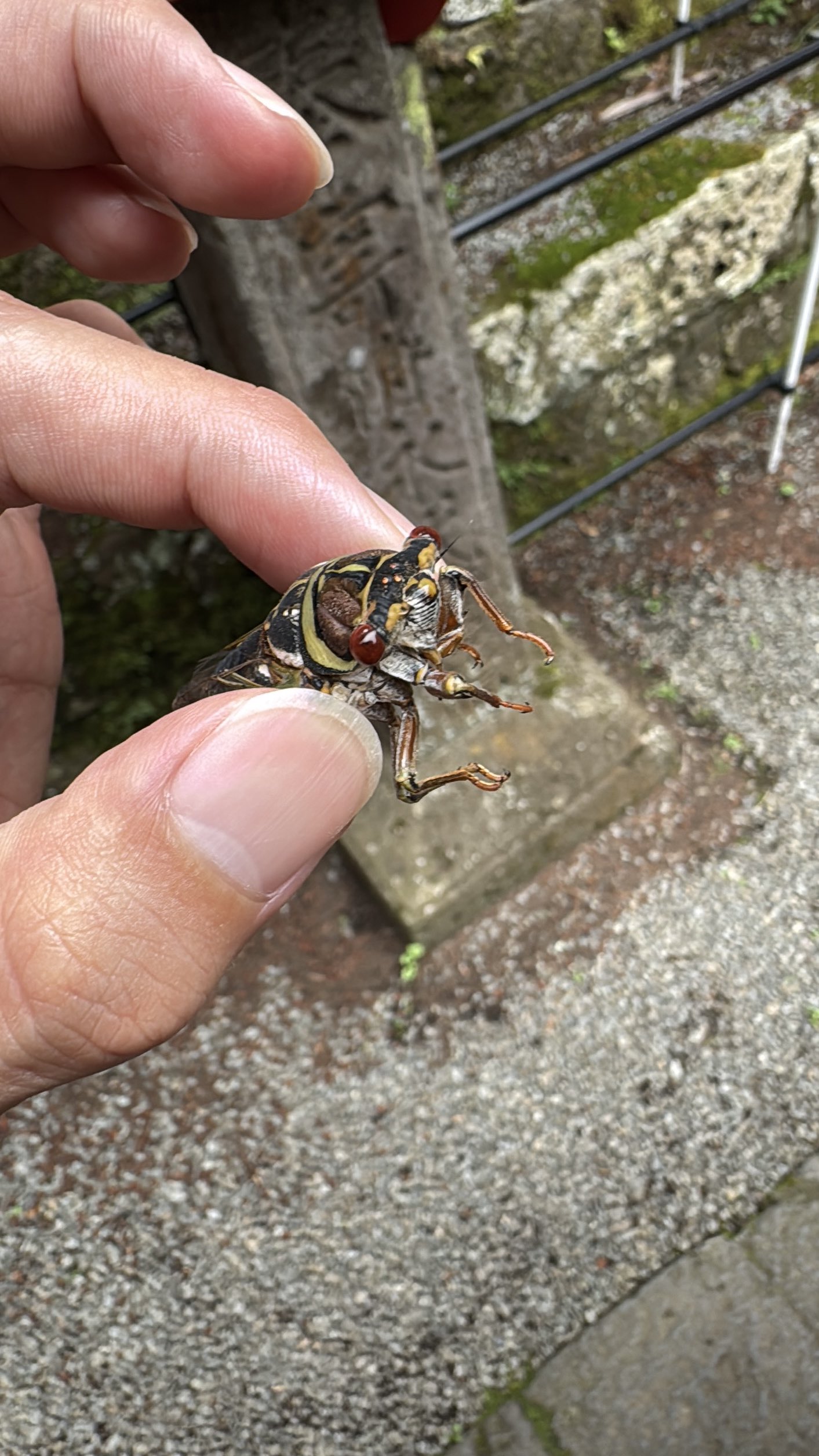❤☆もも今日も元気☆さま❤金福手形❤金福招福転写吉方位作用増幅✨️ 幸運の象徴らしい - Search / X