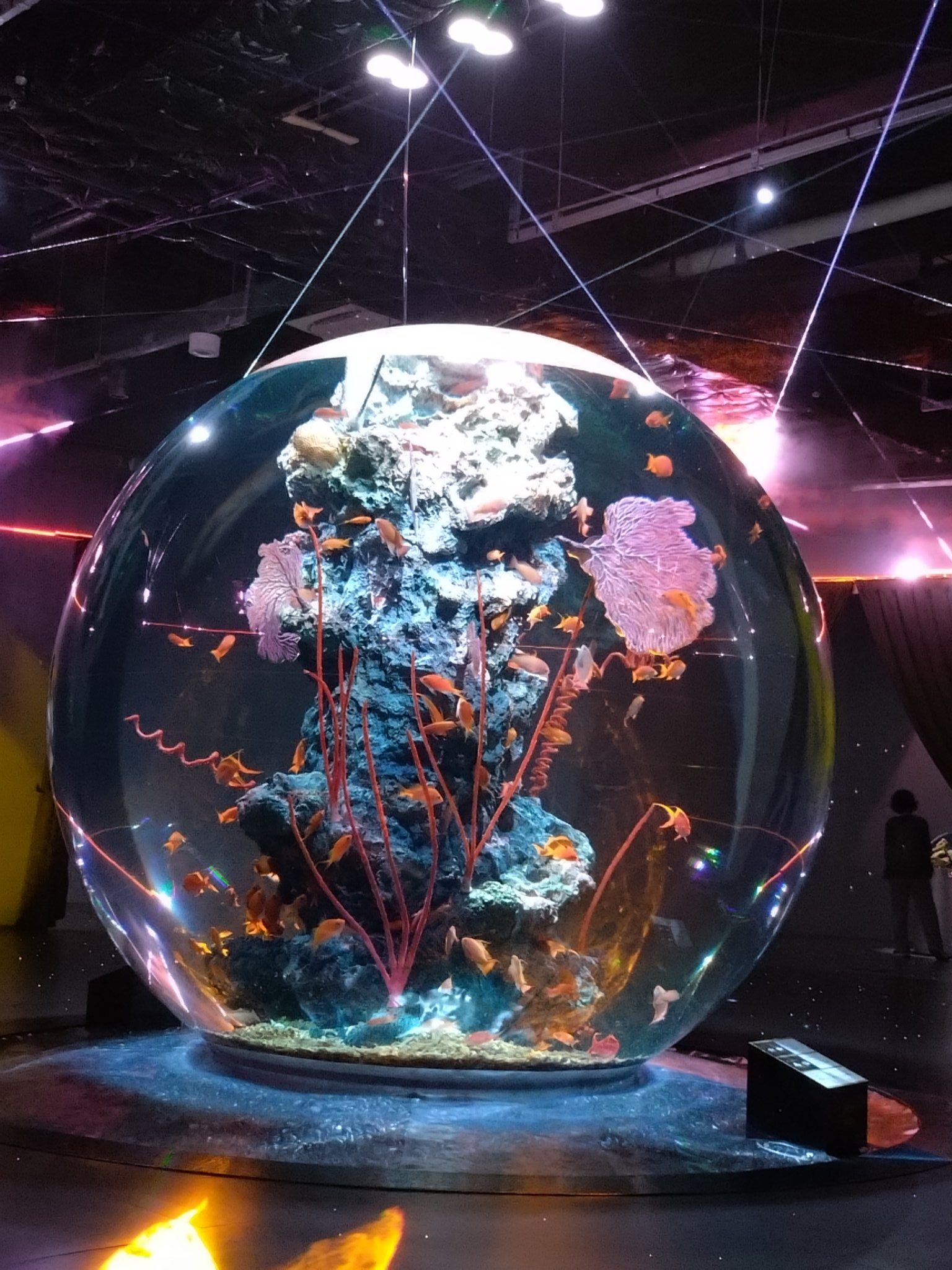 ガラスの金魚☆網野篤子 on X: 