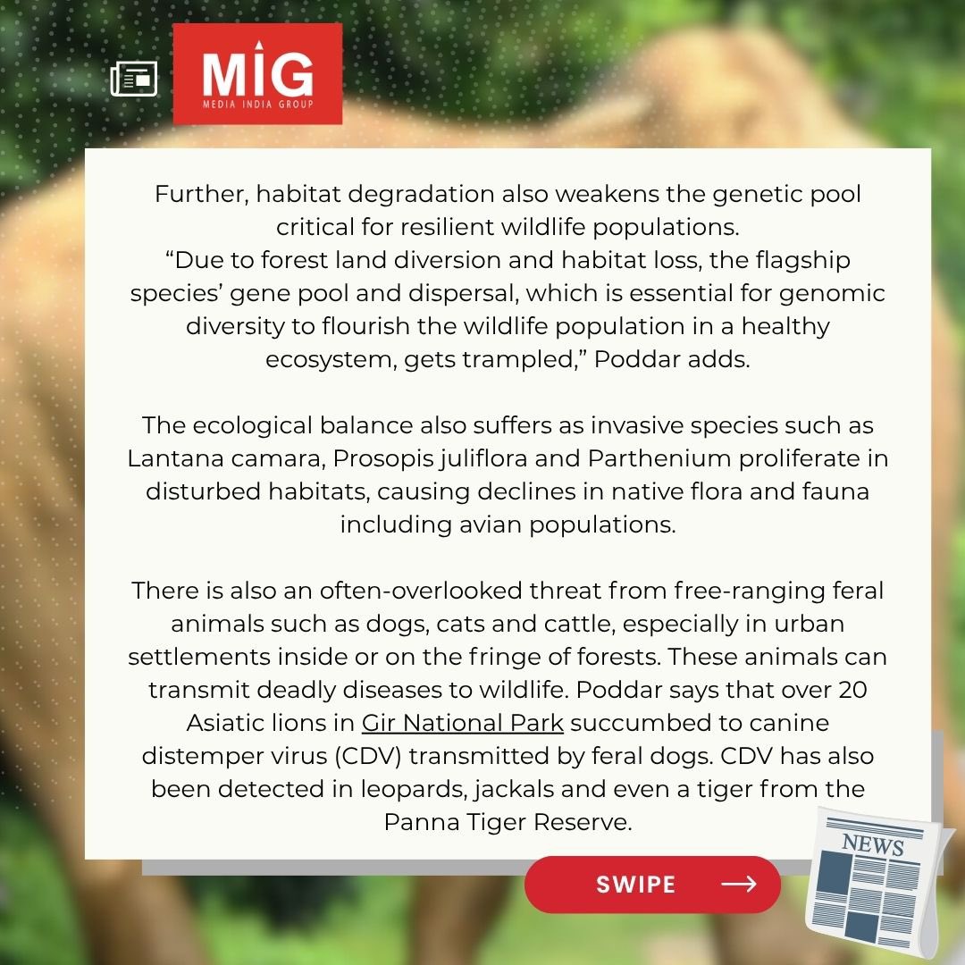 🚨 India is losing its soul—29,000 hectares of forest destroyed in 2024 alone.

 💔 82 tigers dead.
 💔 Elephant attacks up 36%.
 💔 Ancient corridors shattered by roads, dams, mines.

This isn’t progress. It’s a slow-motion extinction.

Will we wake up before it’s too late? 🌿