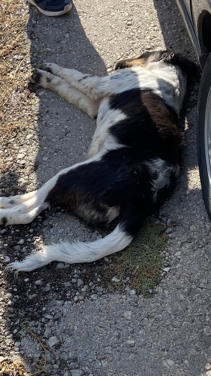 TCaysimozsoy's tweet image. Adı momo onu sokaktan alip bakiyordum cani onu  bilerek ezip ve kaçtı  
Momo daha 10 aylık yazı av cinsi köpekti öyle hizli çarptı ki boynunu kirdi umarım momoyu olduren şahis içeri girer şikayetçi oldum umarım savcılık makamı  davayı açar @adalet_bakanlik