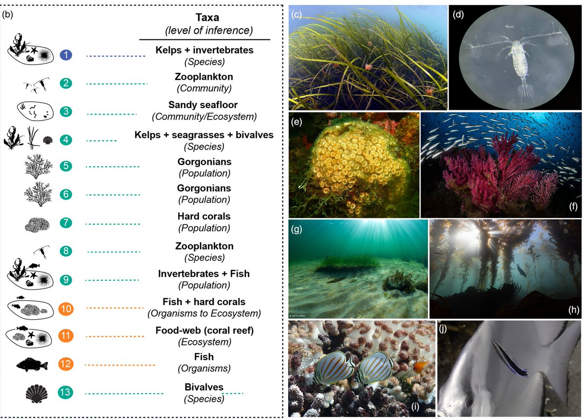 You can read the editorial here: 👇
besjournals.onlinelibrary.wiley.com/doi/10.1111/13…

<a href="/PolCapdevila90/">Pol</a> <a href="/crislinaresibz/">Cristina Linares</a>