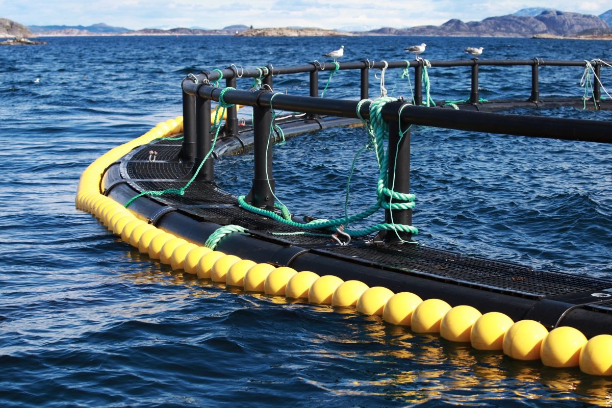 Mowi looks as if it may become the latest Norwegian salmon farmer to be affected by infectious salmon anaemia.
fishfarmermagazine.com/news/isa-threa…