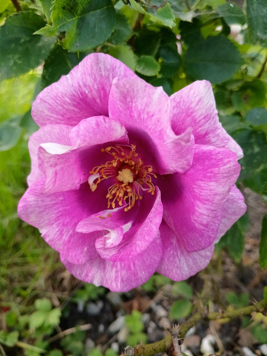 Not much rose action at the moment, but this is rather 💕 lovely #RoseWednesday