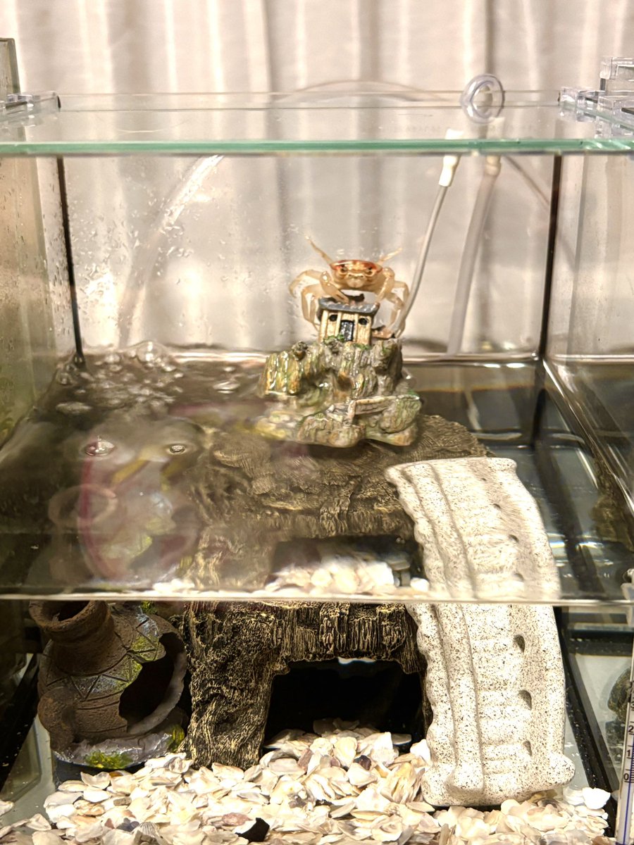 ☆きんぎょ✦プロフィール確認して下さい！☆ 桜アズマ 11番 全長約8.5センチ 金魚 kingyo 金魚生体 きんぎょ