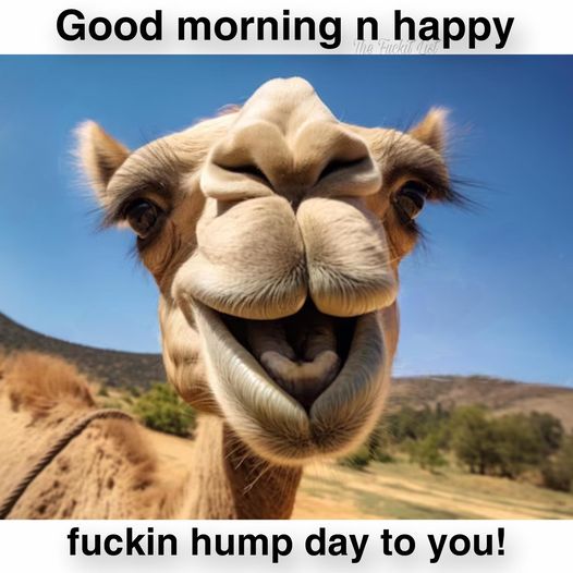 lisahsmithlhs (@lisahsmithlhs) on Twitter photo <a href="/ToddMattison3/">Todd Mattison🇺🇸</a> ༺GOOᗪ ᗰOᖇᑎIᑎG༻ Todd, ℍ𝕒𝕡𝕡𝕪 𝐖𝐄𝐃𝐍𝐄𝐒𝐃𝐀𝐘 ☀️😎☕️🎶 Enjoy a Terrific Day my Fren! ☺️🫶🏼🤸🏼♀️🐫🐪🤣🤘🏼 <a href="/ToddMattison3/">Todd Mattison🇺🇸</a> ༺GOOᗪ ᗰOᖇᑎIᑎG༻ Todd, ℍ𝕒𝕡𝕡𝕪 𝐖𝐄𝐃𝐍𝐄𝐒𝐃𝐀𝐘 ☀️😎☕️🎶 Enjoy a Terrific Day my Fren! ☺️🫶🏼🤸🏼♀️🐫🐪🤣🤘🏼