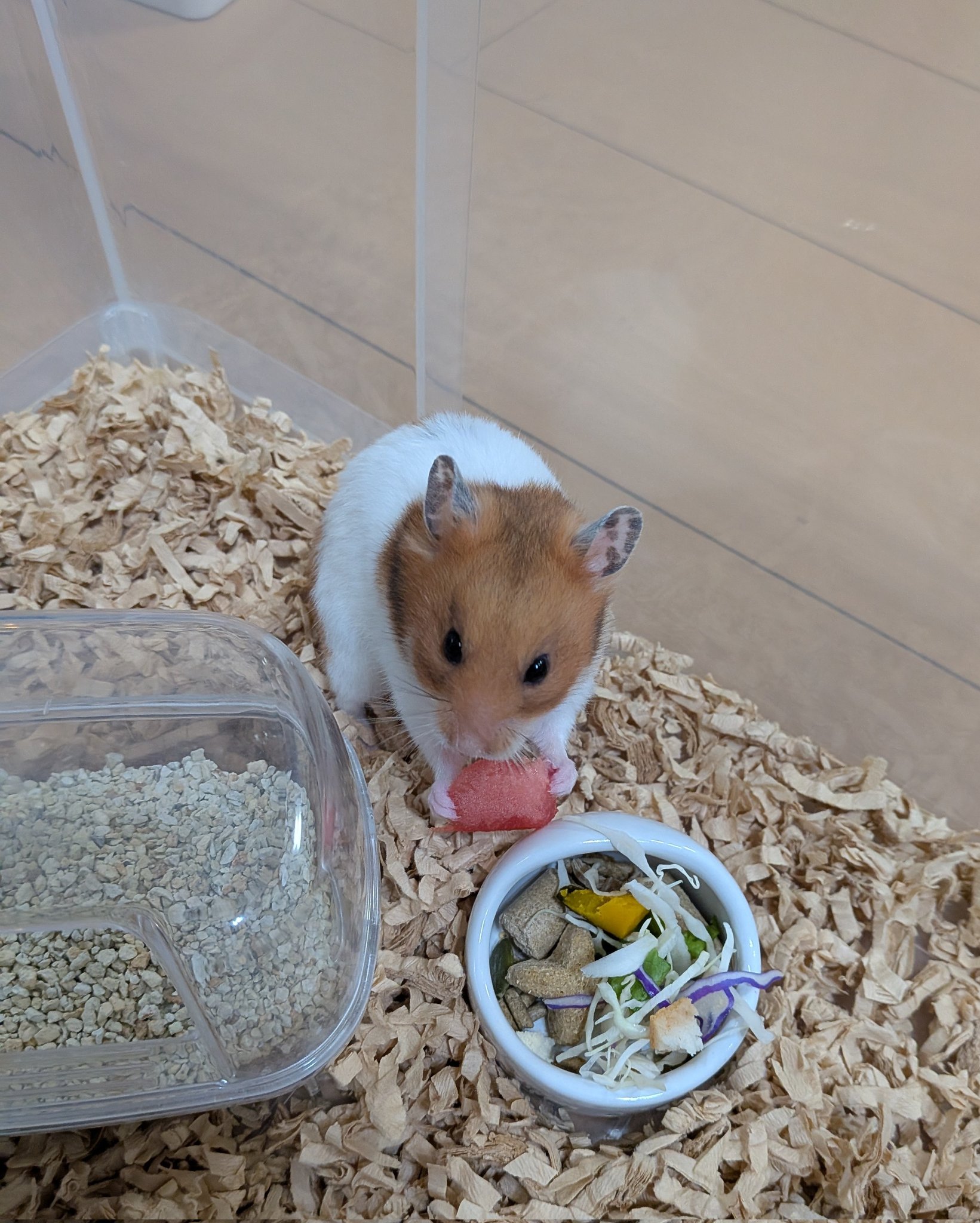 ウェルカムハムスター 新しくお迎えしたハムスターにウェルカムおにぎり作ってみた