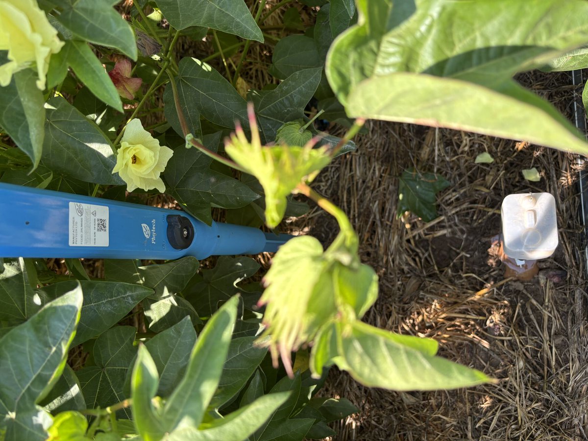 Phytech’s sensors flagged signs of Macrophomina in cotton at Kibbutz Yavne - before visible symptoms appeared. Early detection, fast action, threat avoided.
#CottonFarming #CRD #SmartFarming #AgTech #DataDriven #Phytech #PlantHealth