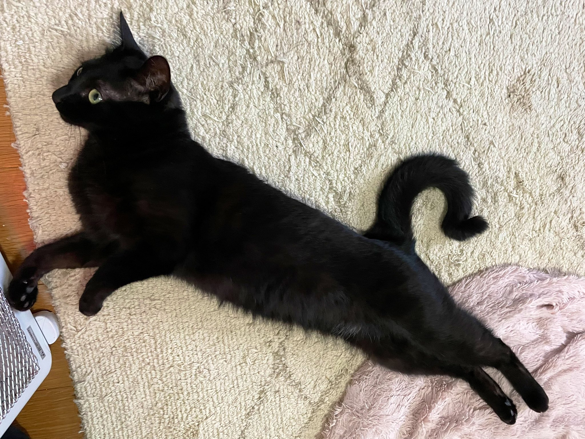 いち🐈‍⬛ on X: 