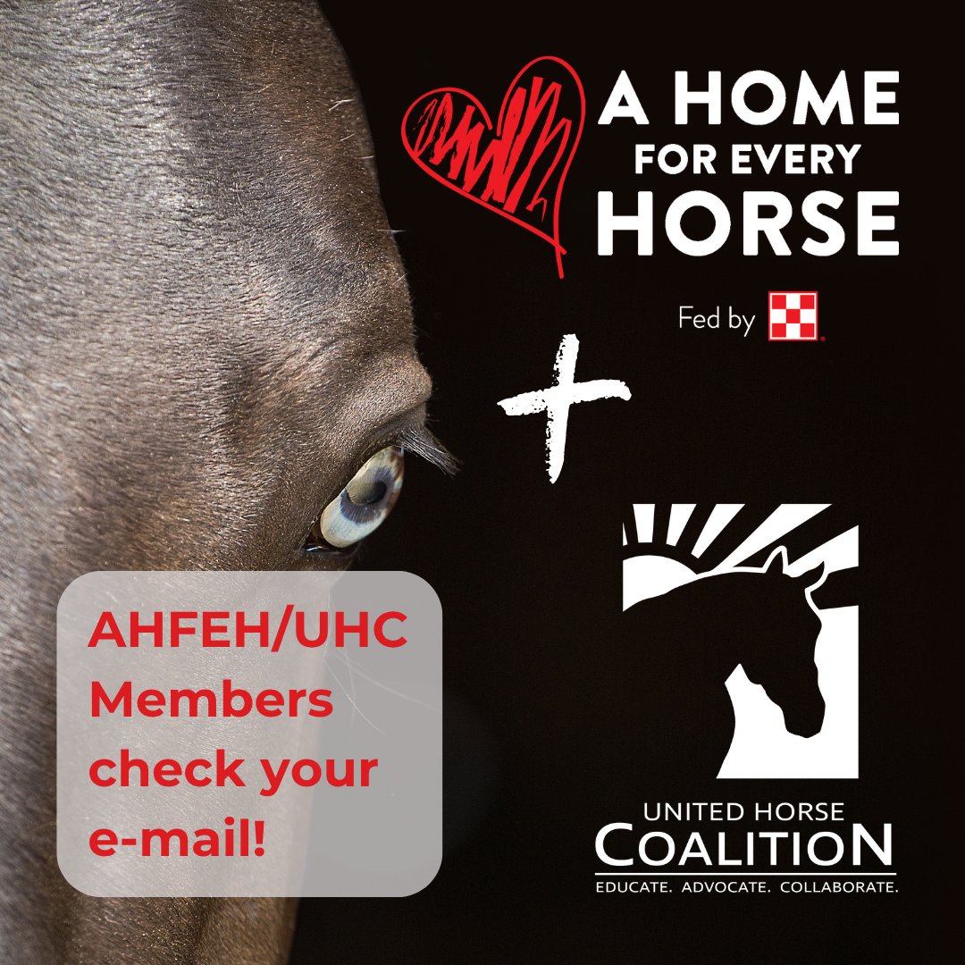 Summer greetings to our @AHomeforEveryHorse (AHFEH) and @UnitedHorseCoalition (UHC) members! 🌞

Check your e-mails for some recent updates!

#HereForHorses #HereForHorseOwners #AHomeForEveryHorse #UnitedHorseCoalition