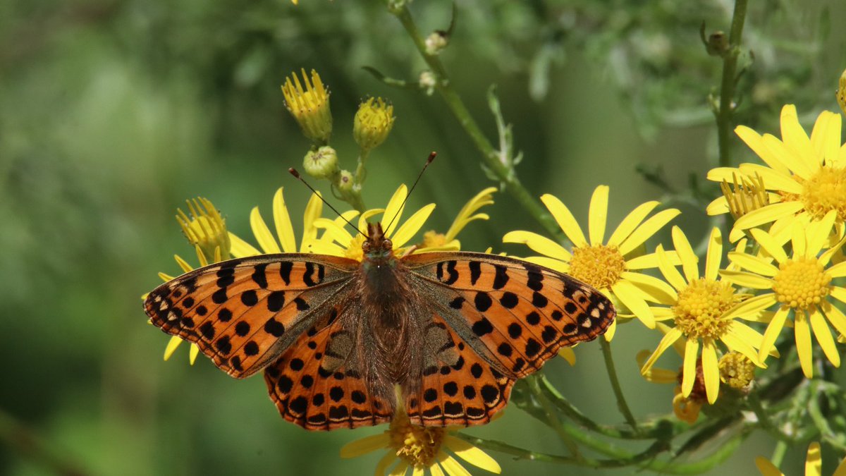 🌍 <a href="/WaterLANDS_EU/">WaterLANDS</a>  Policy Lead &amp; Research Scientist Emma Hart introduces us to some good news for #nature and #climate in our latest #blog post! The International Court of Justice <a href="/CIJ_ICJ/">CIJ_ICJ</a> issued one of the strongest legal statements yet on climate change: waterlands.eu/news-and-event…