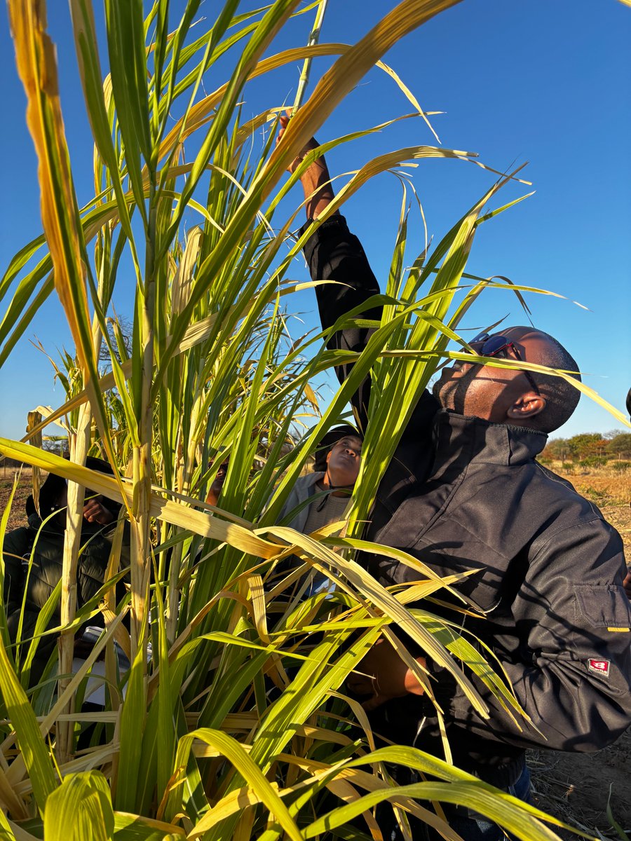 Tafadzwa Donald Chidoori 🇿🇼🇺🇬 (@donaldtchidoori) on Twitter photo From the field in Botswana to global readers.
Proud to help tell the #DSLIP story on sustainable land management & climate-smart agriculture in #Botswana 🇧🇼. 🌱 <a href="/BWGovernment/">Botswana Government</a> <a href="/theGEF/">Global Environment Facility (GEF)</a> <a href="/FAOBotswana/">FAO Botswana</a>
Read: bit.ly/47fXIpE
#GEF7 #DrylandsRestoration From the field in Botswana to global readers.
Proud to help tell the #DSLIP story on sustainable land management & climate-smart agriculture in #Botswana 🇧🇼. 🌱 <a href="/BWGovernment/">Botswana Government</a> <a href="/theGEF/">Global Environment Facility (GEF)</a> <a href="/FAOBotswana/">FAO Botswana</a>
Read: bit.ly/47fXIpE
#GEF7 #DrylandsRestoration