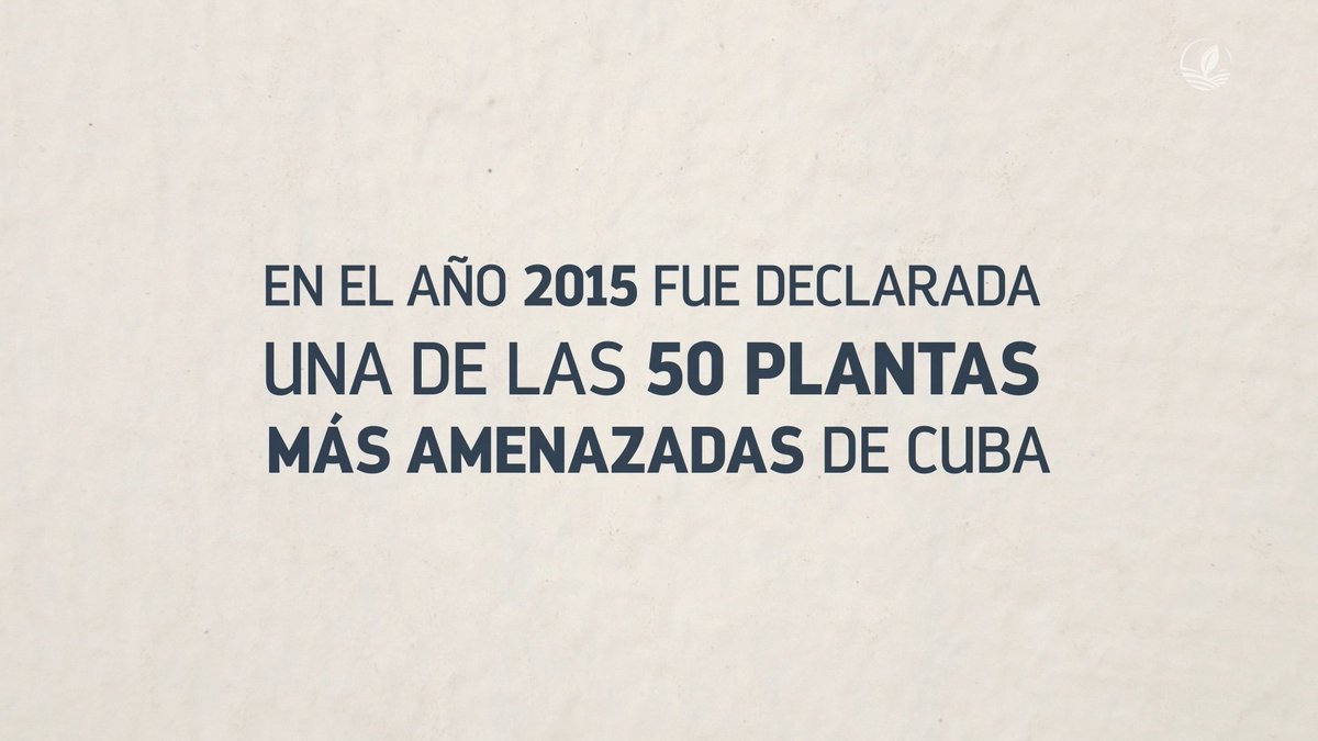 Las Magnolias son plantas consideradas como muy primitivas. Estos árboles de flores blancas aromáticas y una madera de dureza excepcional han cautivado la atención de expertos y aficionados. 
🔸Conozca sobre esta planta y su existencia en #Cuba en nuestro más reciente programa.