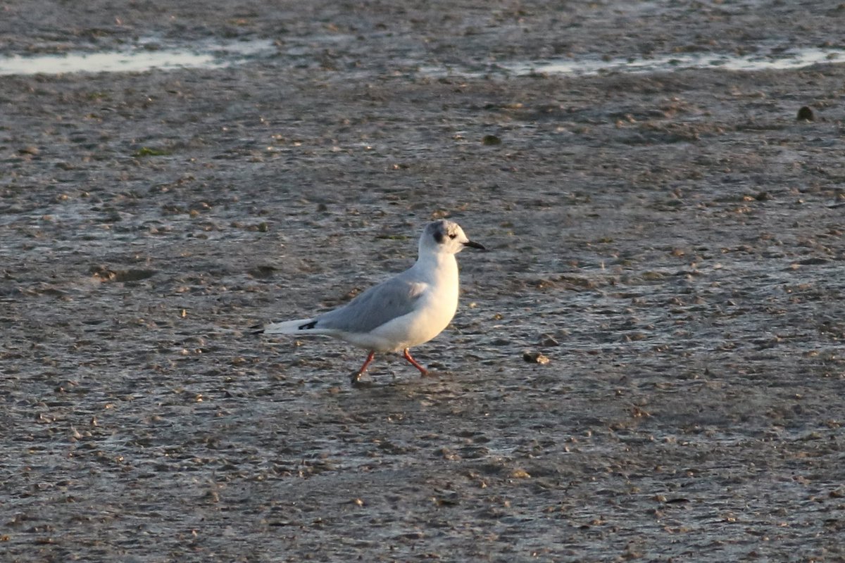 James (@james_b___) on Twitter photo Incredible three lifer day down south yesterday. Bonapartes gull life ✅ 377 at oare, then life ✅ 378 black stork at boyton then life ✅ 379 the very vocal zitting cisticola to finish. Great to see <a href="/Bird3r/">Juvenile Birder</a> and <a href="/BrookPerrins/">Brook perrins</a> Incredible three lifer day down south yesterday. Bonapartes gull life ✅ 377 at oare, then life ✅ 378 black stork at boyton then life ✅ 379 the very vocal zitting cisticola to finish. Great to see <a href="/Bird3r/">Juvenile Birder</a> and <a href="/BrookPerrins/">Brook perrins</a>
