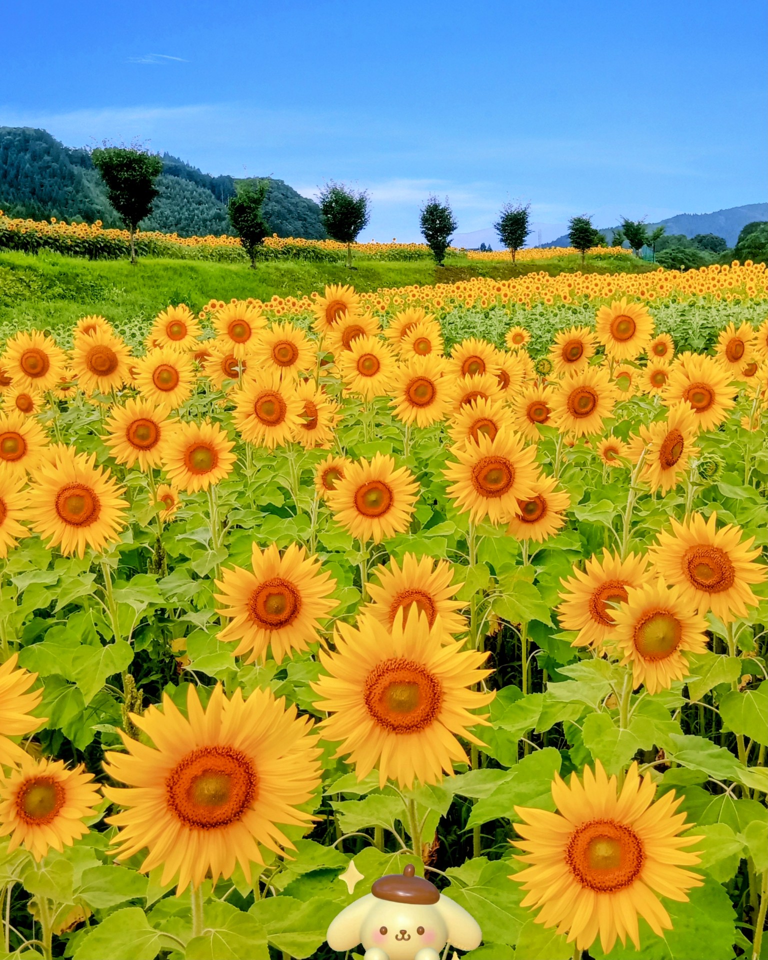 ひまわり❤ 2025.7.31 今年もこの季節がやってきた〜🌻🌻🌻🌻🌻 ひまわり