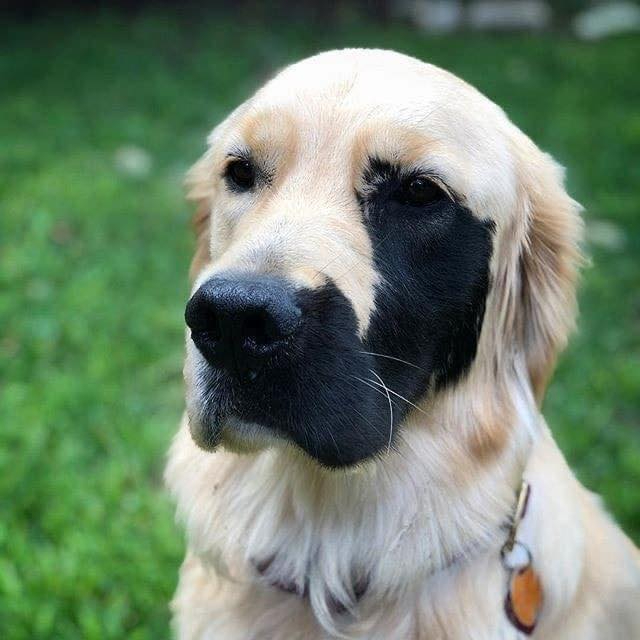 My mom said I'm beautiful. But so far nobody has loved my picture 🐶💋