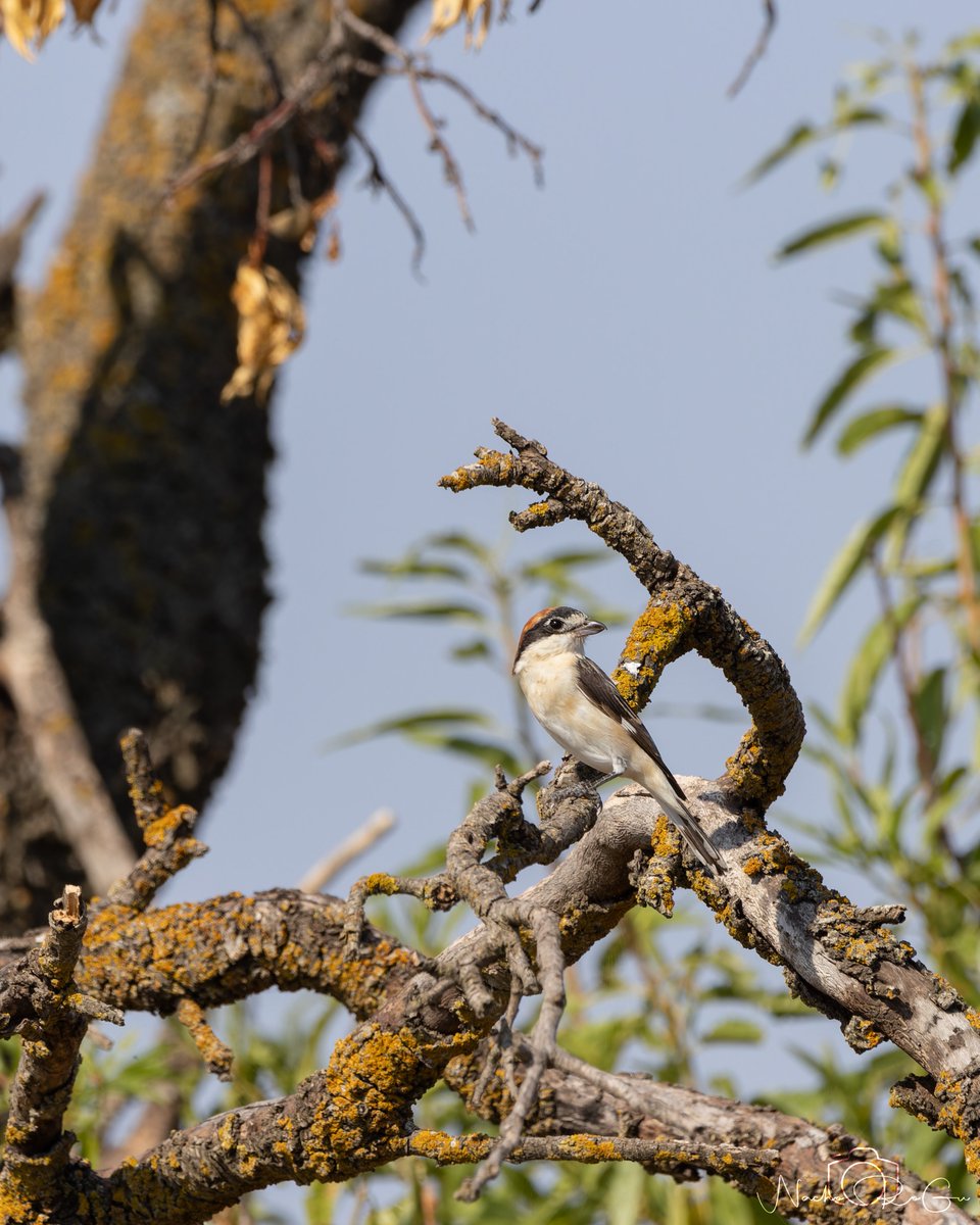 Alcaudón común (Lanius senator).