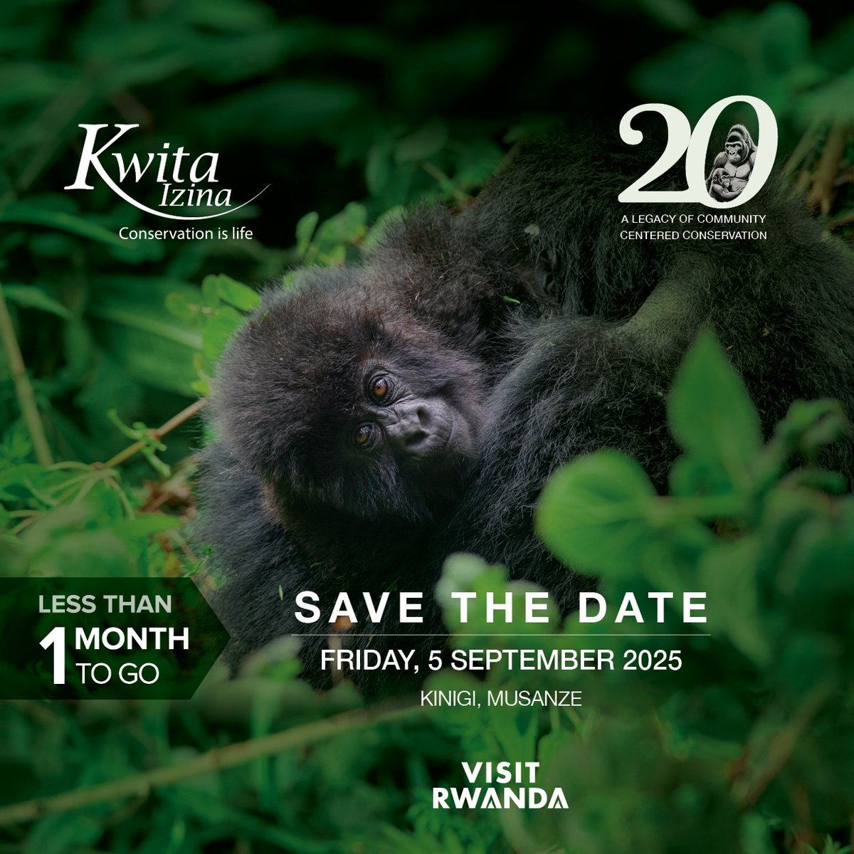 Less than a month to go!

On 5 September, Rwanda will celebrate the 20th edition of #KwitaIzina as 40 baby mountain gorillas are named in Kinigi in a global celebration of conservation, community and culture.

🔗 Find details of this year’s events here: rdb.rw/40-baby-gorill…