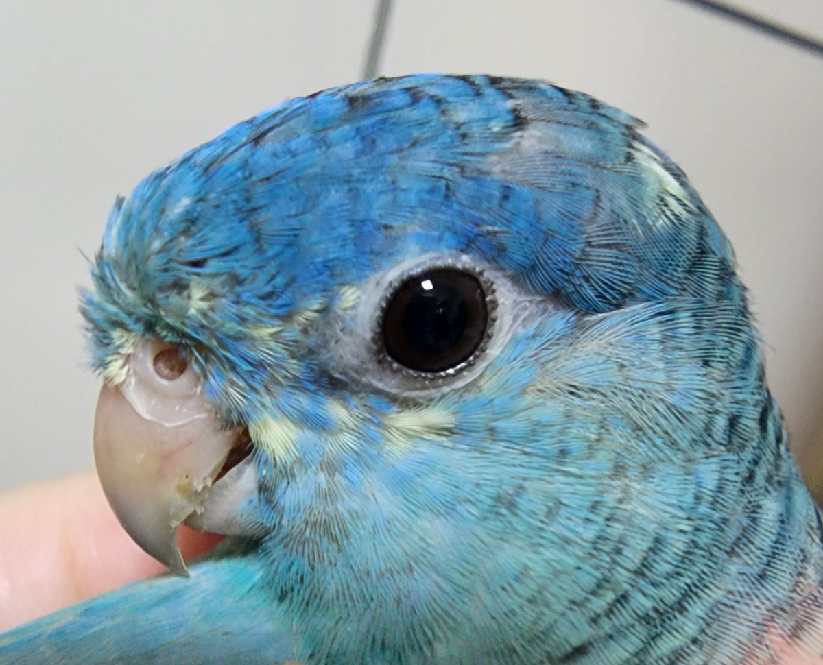 얼굴에 노란별가루가 늘어간다