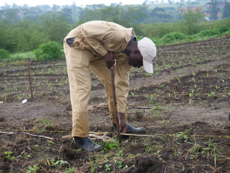 p_dusabimana's tweet photo. “If I waited to have everything perfect, I’d still be waiting,” whispered the farmer to the wind.

He stood on cracked soil, boots muddy, heart full.

Not because he had everything figured out.

But because he showed up—again, again, and again.

We often romanticize farming as a game of sunny days and ripe harvests.

 But truth is, agriculture—like life—is not built on perfection. It’s built on consistency.

📍 Not just in peak seasons, but in off-seasons too.

 📍 Not only when markets are good, but also when storms threaten.

 📍 Not by waiting for the stars to align, but by planting anyway.

And let’s be clear—

 Consistency isn’t stubbornness.

 It’s not doing the same thing and expecting different results.

True consistency is the courage to evolve.

 To learn from every failed crop.

 To shift strategies when something’s not working.

 To adapt without giving up.

🌱 You don’t need the perfect plan to start farming.

 🌱 You need the heart to start, and the discipline to keep going—especially when no one is clapping.

And to all aspiring agripreneurs out there:

 Don’t chase a perfect beginning. Chase small, smart steps—daily.

 Because while perfection is a myth, progress is real.

“The seeds I plant aren’t perfect,” the farmer smiled, “but they grow because I don’t stop planting.”

 Neither should you.

Let's #LearnGrowFarm together!

#PacifiqueDeCultivator #ConsistencyOverPerfection