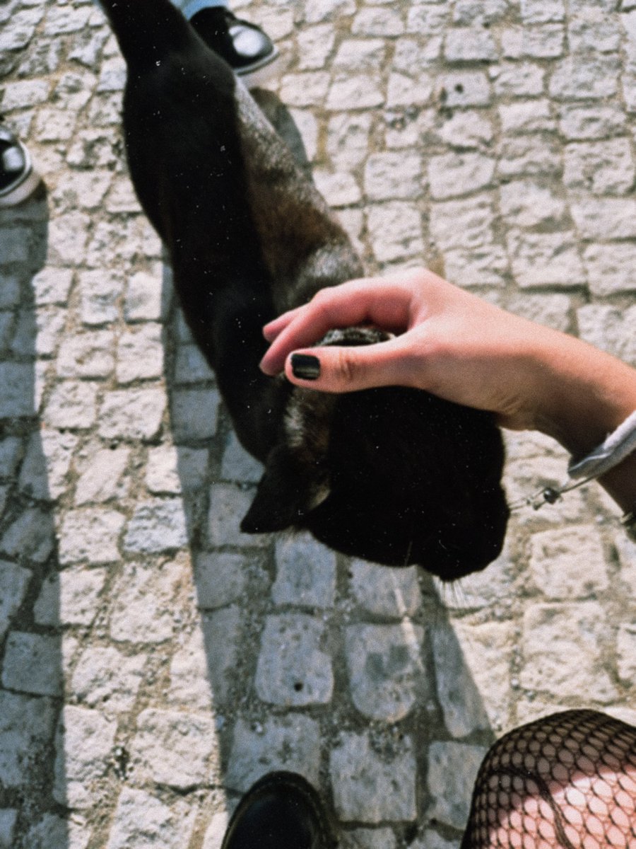 _mistoken's tweet image. miau miau