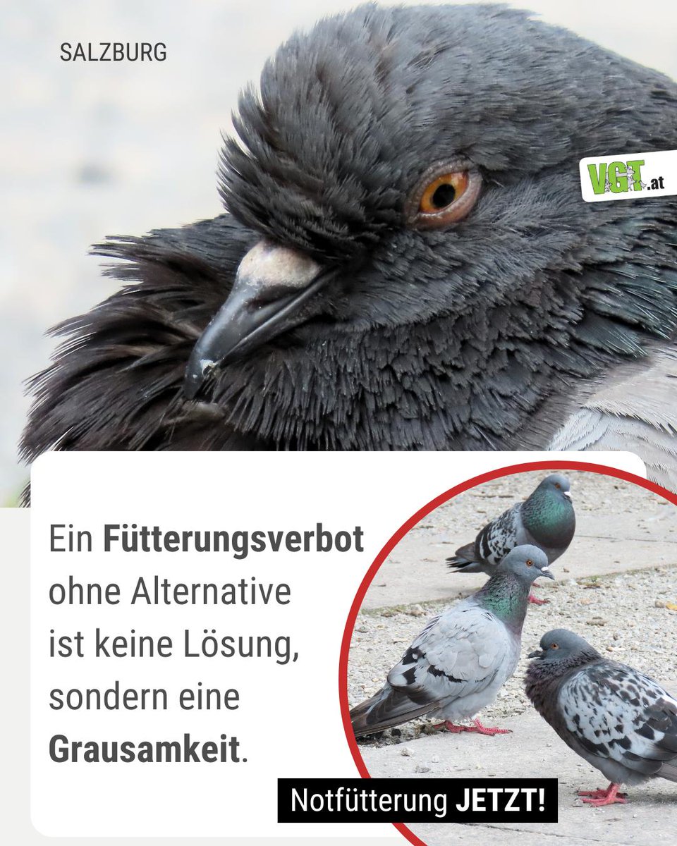 vgt_at's tweet image. Seit März 2025 wird das Füttern der hungernden TAUBEN in SALZBURG verfolgt und bestraft. Sie sind keine Wildtiere, sondern Nachkommen ausgesetzter Haustiere, die auf die Versorgung durch den Menschen angewiesen sind. Sie brauchen artgerechtes Körnerfutter! Bitte helft mit ⬇️