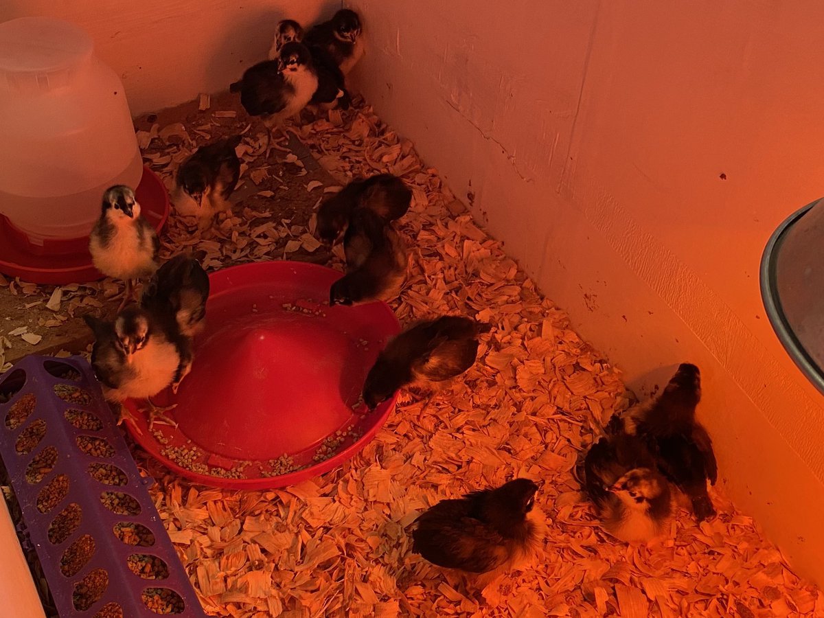 🚜It is “Farmworker Appreciation Day”🚜
Fun #kids ideas:
🍎List your favorite #farm vegetables!
🐓Visit a #farming county fair!
🍅List everything you need to raise your favorite farm #vegitable with costs!

Fun #parenting and #learning activities!