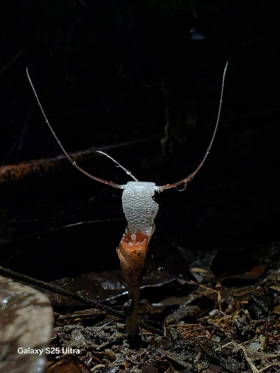 #พิศวงขาว มหัศจรรย์จากผืนป่าเขาลำปี-หาดท้ายเหมือง พืชหายาก อาศัยรา ไม่สามารถสังเคราะห์แสงได้เอง และต้องอาศัยรากของพืชอื่นในการดำรงชีวิต พบในเส้นทางศึกษาธรรมชาติ อุทยานแห่งชาติเขาลำปี–หาดท้ายเหมือง จ.พังงา
#อุทยานแห่งชาติเขาลำปีหาดท้ายเหมือง #พังงา #กรมอุทยานแห่งชาติ