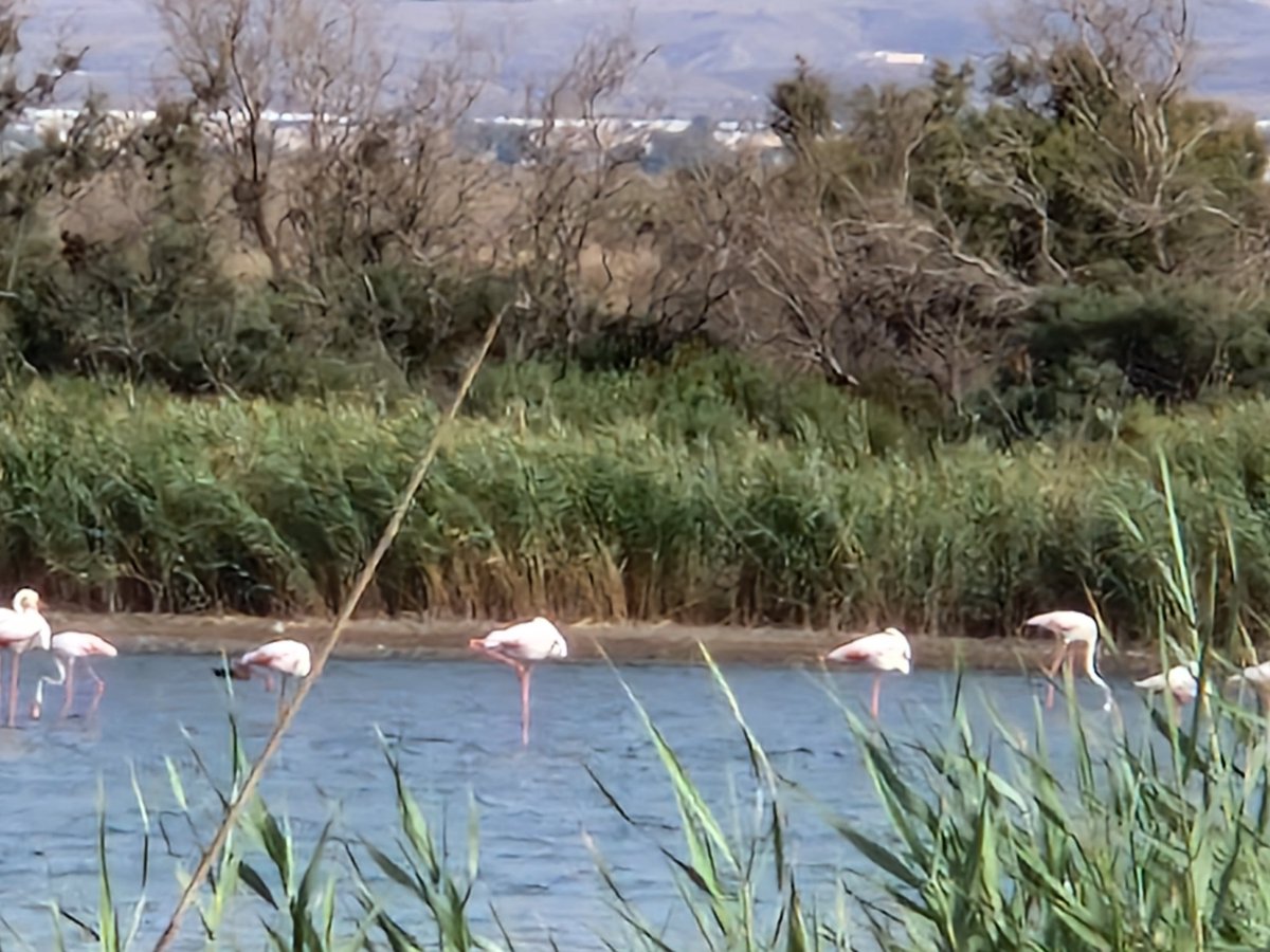 Andres Egea tweet media