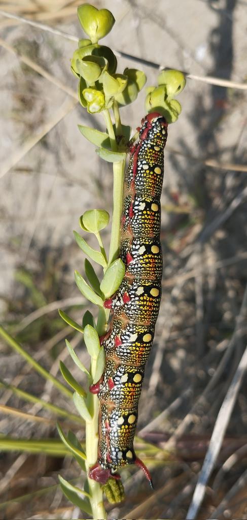 Ik wou er toch ook eens één gezien hebben. Toch wel een zeer mooie rups. En groot! Net iets korter dan mijn wijsvinger. Wolfsmelkpijlstaart, Baai van Heist.