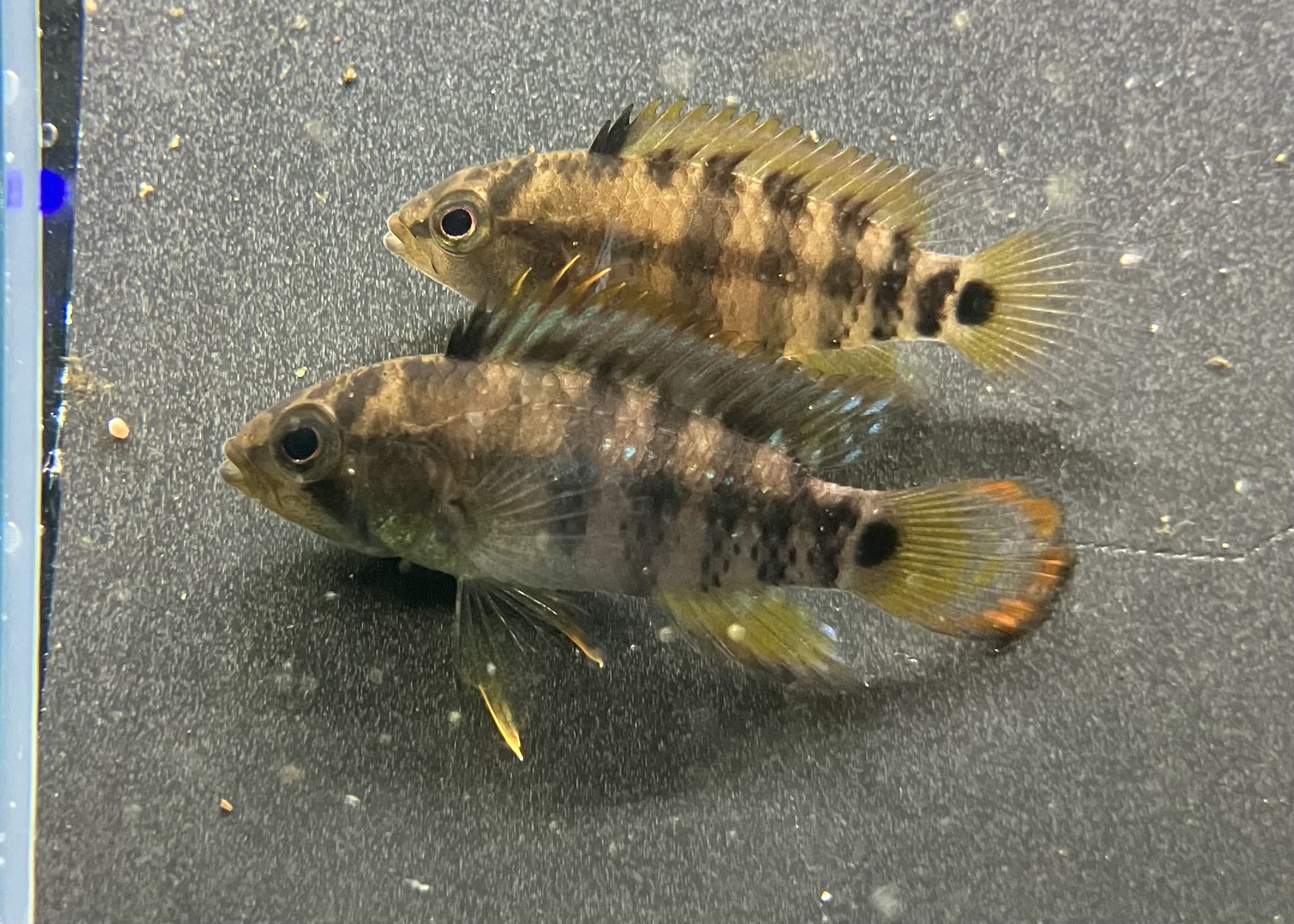 【新品、未使用・静岡 熱海限定・ 花火大会ver・金魚⭐️キティレア⭐️ 金魚・熱帯魚】可愛い金魚、小型美種の熱帯魚のご紹介 | ペット