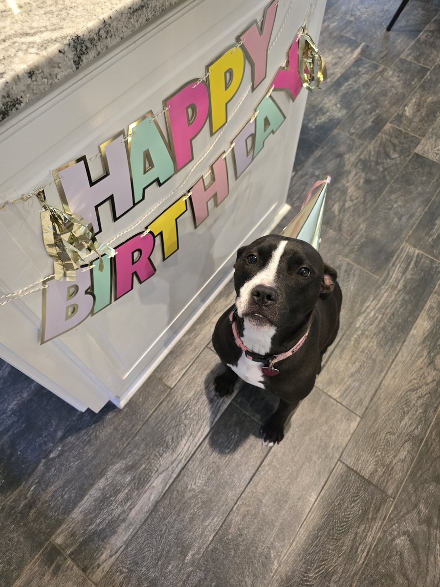 My wife threw a birthday party for our pitbull, Princess Leia