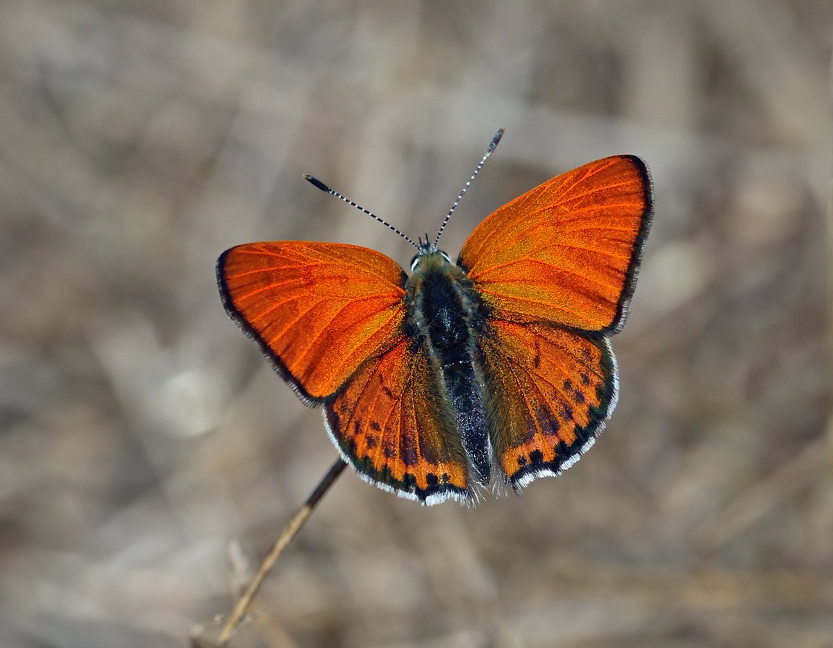 Greetings from Greece! 

Lesser Fiery Copper (Lycaena thersamon) 
Rhodes 🇬🇷