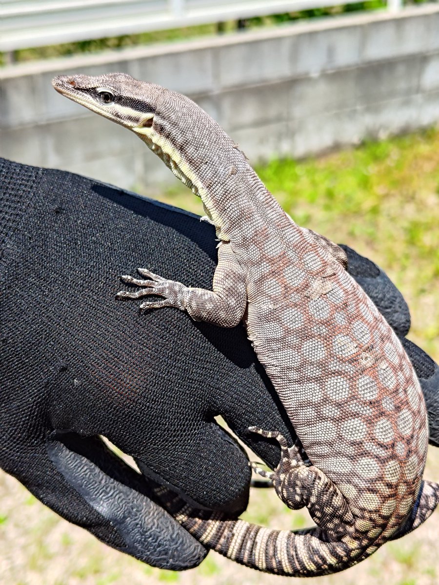 r_choshu's tweet photo. 【産卵】

キンバリーロックモニター

今季の検証の為に1 clutch採りました．無事に産卵してくれてホッとしています．

#キンバリーロックモニター https://t.co/WJDYmj8gpU