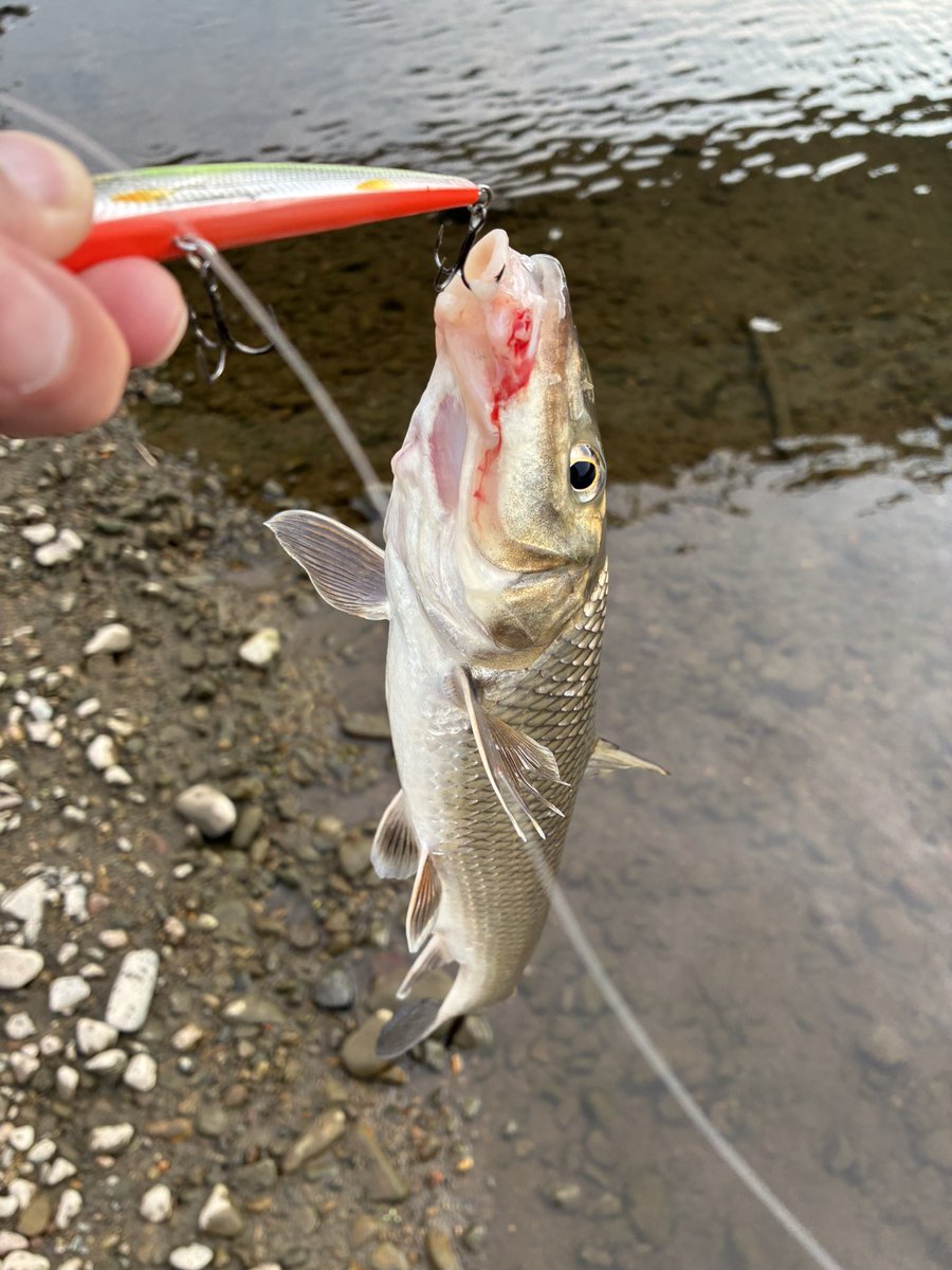 まーさんのバス釣り (@fishing_mar49) / Posts / X