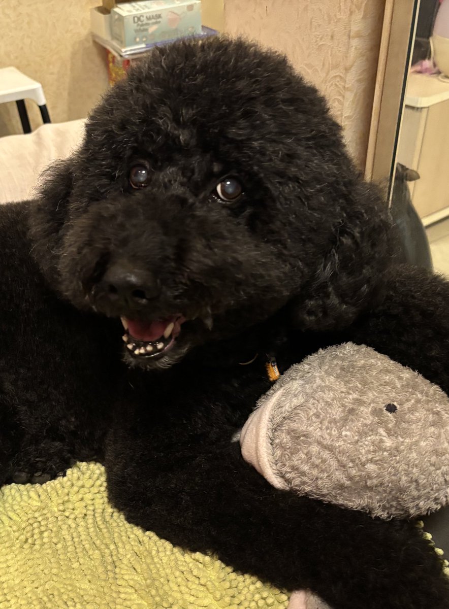 シャンプーの日🐕‍🦺🚿
ゴワゴワエリーがフワフワエリーになって帰ってきましたよ