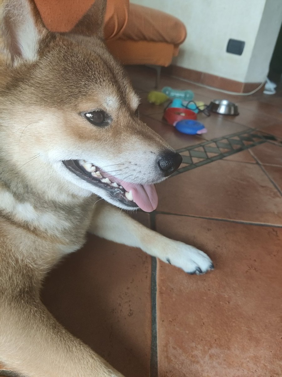 The best TFT dog 🐶