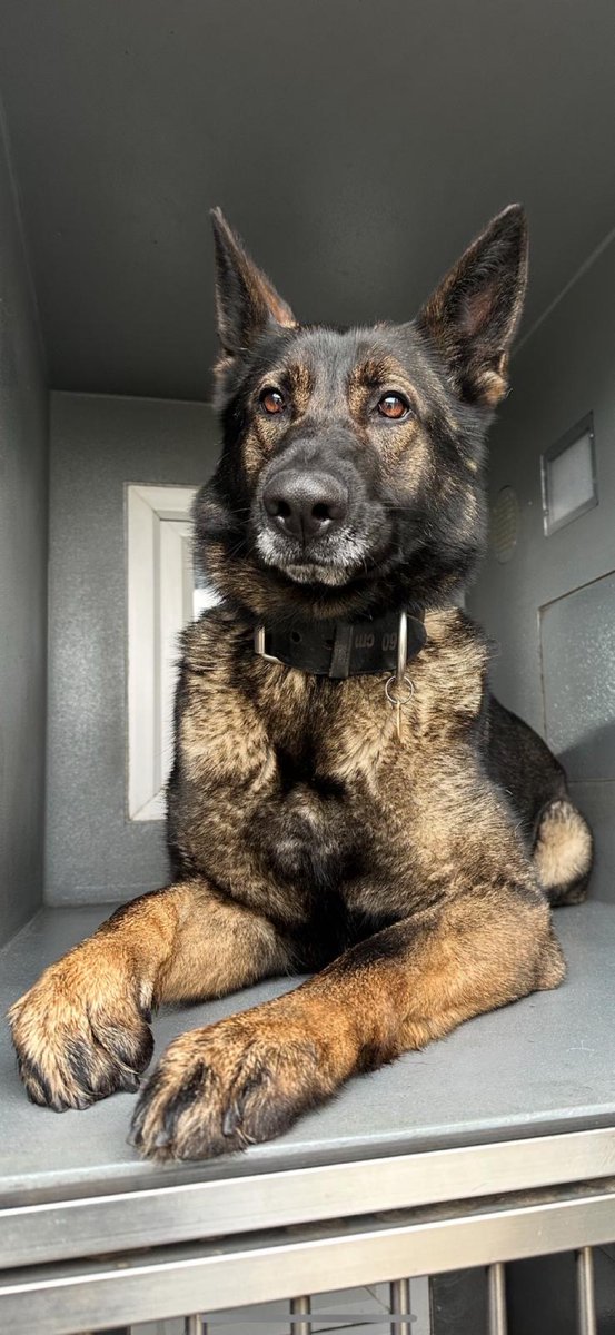 After 2 males carried out a knife point robbery on a stolen motorbike they were pursued before abandoning the bike. With the pillion detained it was down to PD Wish to locate the rider. Wish tracked through the streets locating the suspect hiding under a car #arrested #OpGears 🏍️