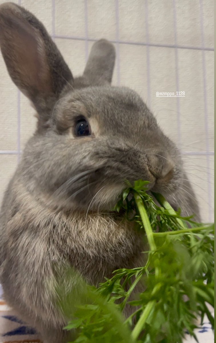 幸せそうすぎる🥕