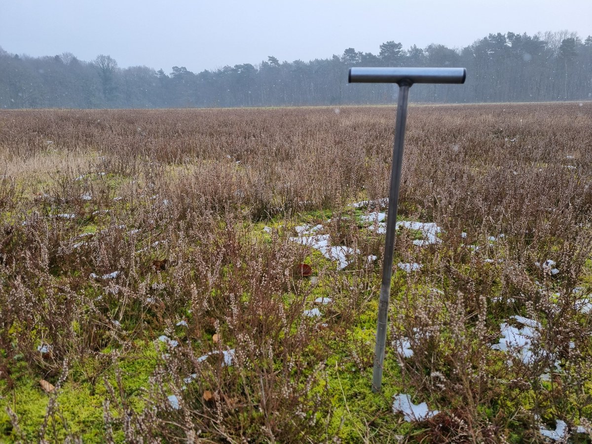 Bossen en heide steeds zuurder? Nee! In 2012 waren bossen al minder zuur dan in 1997. En in 2025 blijken ze opnieuw minder zuur. Natuurbodems kampen wel met afbraak van organische stof. In 2012 werd dit al gesignaleerd; die trend zette door #bodemmonsters
stichtingagrifacts.nl/heide-en-bos-v…