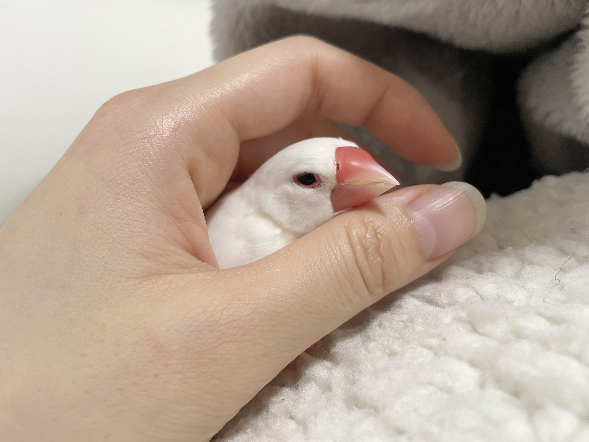 白鷗【小鳥＝羽虫無心】肉質画 シロヒトリのコーリング画質悪 | 生態・観察 | 日本蝶類研究会