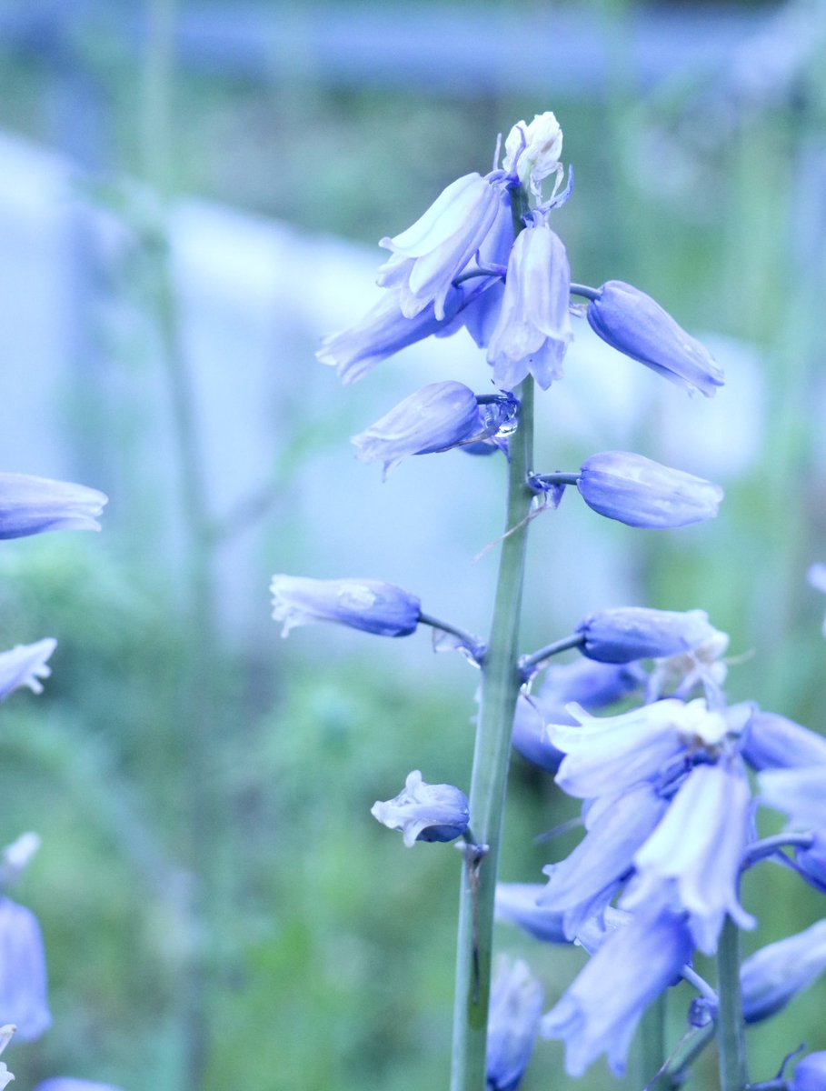 雨の日の花畑

#写真好きな人とつながりたい #写真撮ってる人と繫がりたい 
#カメラ好きな人と繋がりたい #TLを花でいっぱいにしよう 
#写真で伝えたい私の世界 #キリトリセカイ #花写真