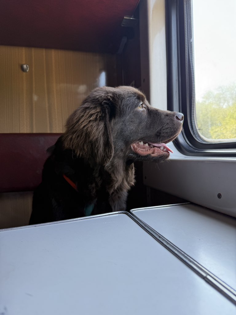 За три дні перебування Кольта у моїх батьків:

- батько поважив його на будівельних вагах і вирішив, що у песа недобір по вазі і додав йому корму
- Кольт опанував функцію ретривера і вполював голуба (здобич віддав)
- опанував відкриття смітника на педальці з засідками на кавун