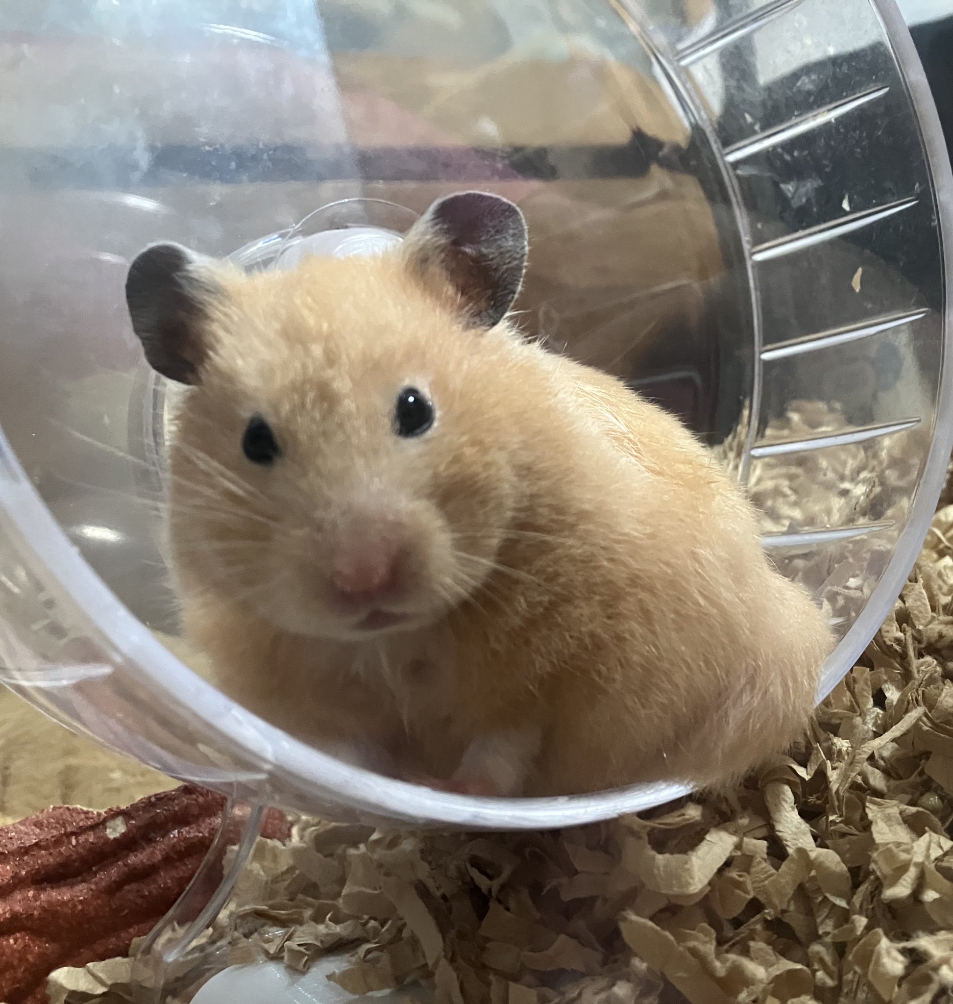 ネズミ🐶🦴🐹 on X: 
