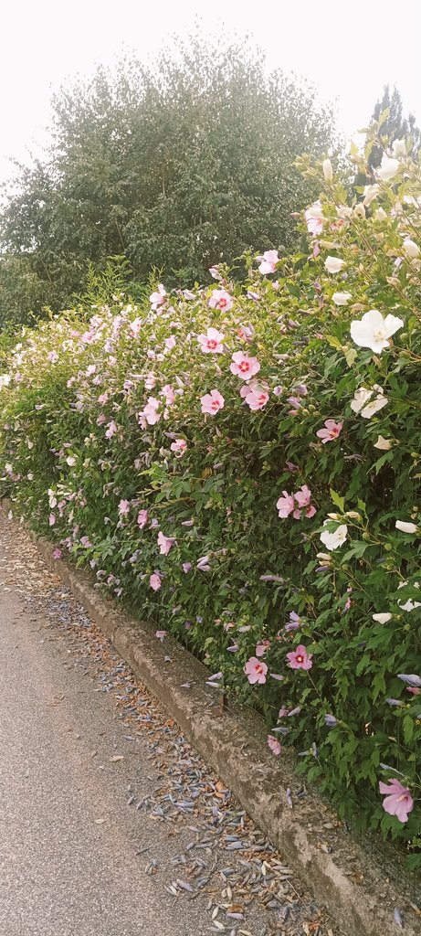 Coltiviamo bellezza 🩷