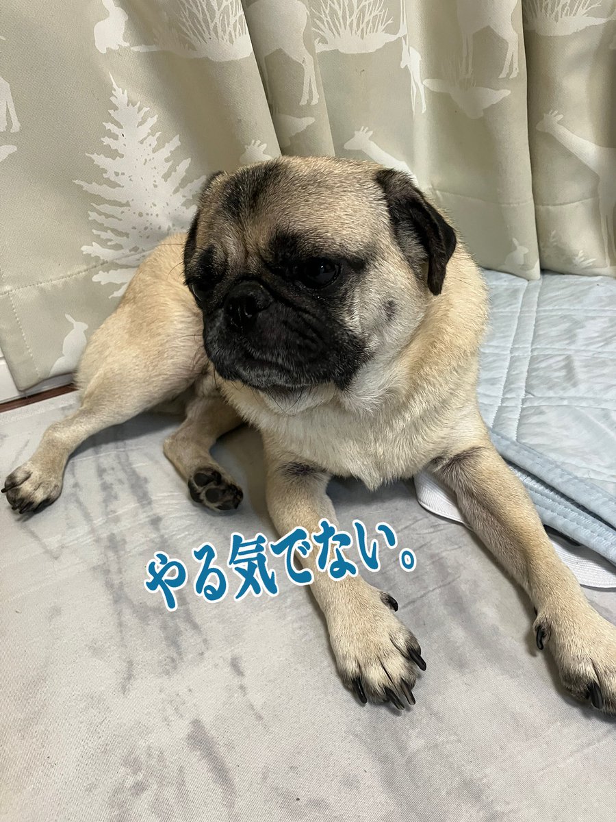 パグ福 tweet media