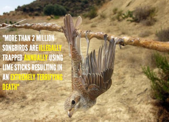 We were proud to support our local police today on a wildlife crime warrant. The suspect was believed to be catching and selling wild finches. No birds were found, but illegal trapping equipment was seized inc lime sticks, a strong result in the fight against wildlife crime. 👏🕊️