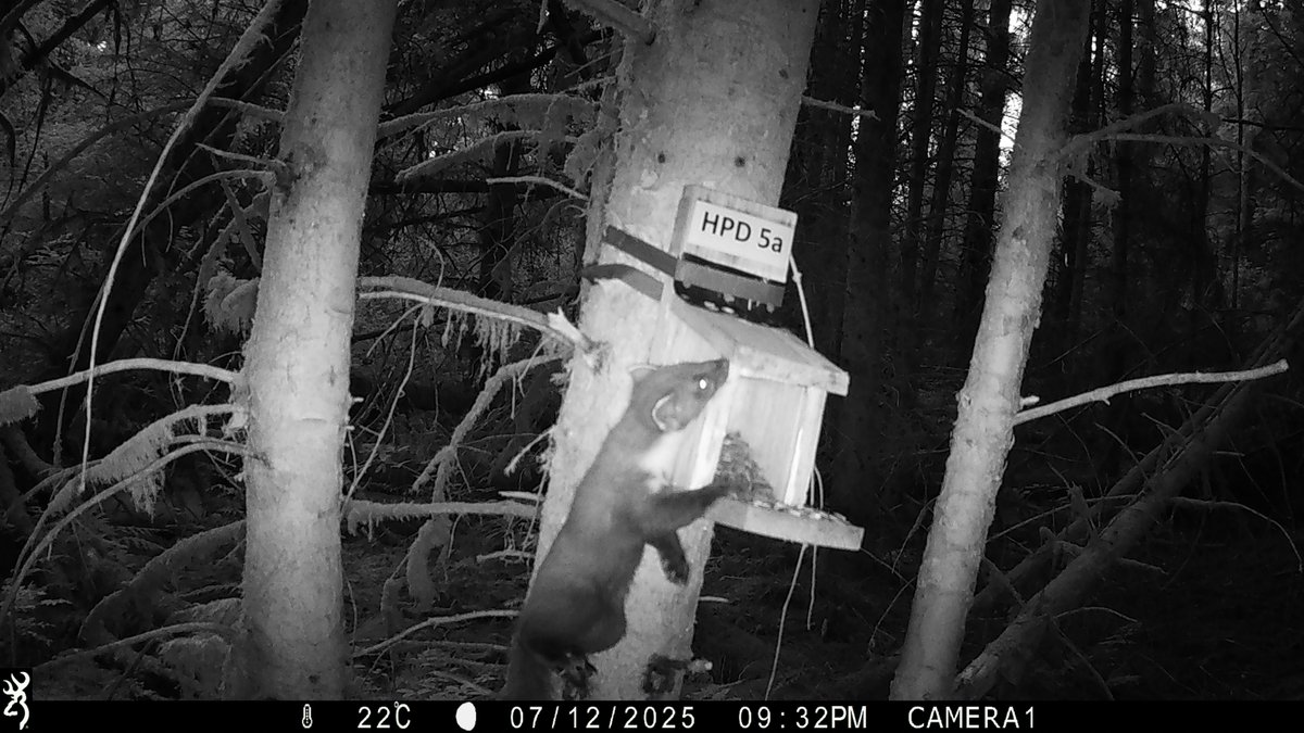 Ever spotted a red squirrel  or a pine marten on a twilight prowl? Our incredible volunteers in Wales do—and they love every second of it! Nature, adventure, and a bit of detective work. #Magicalmammals