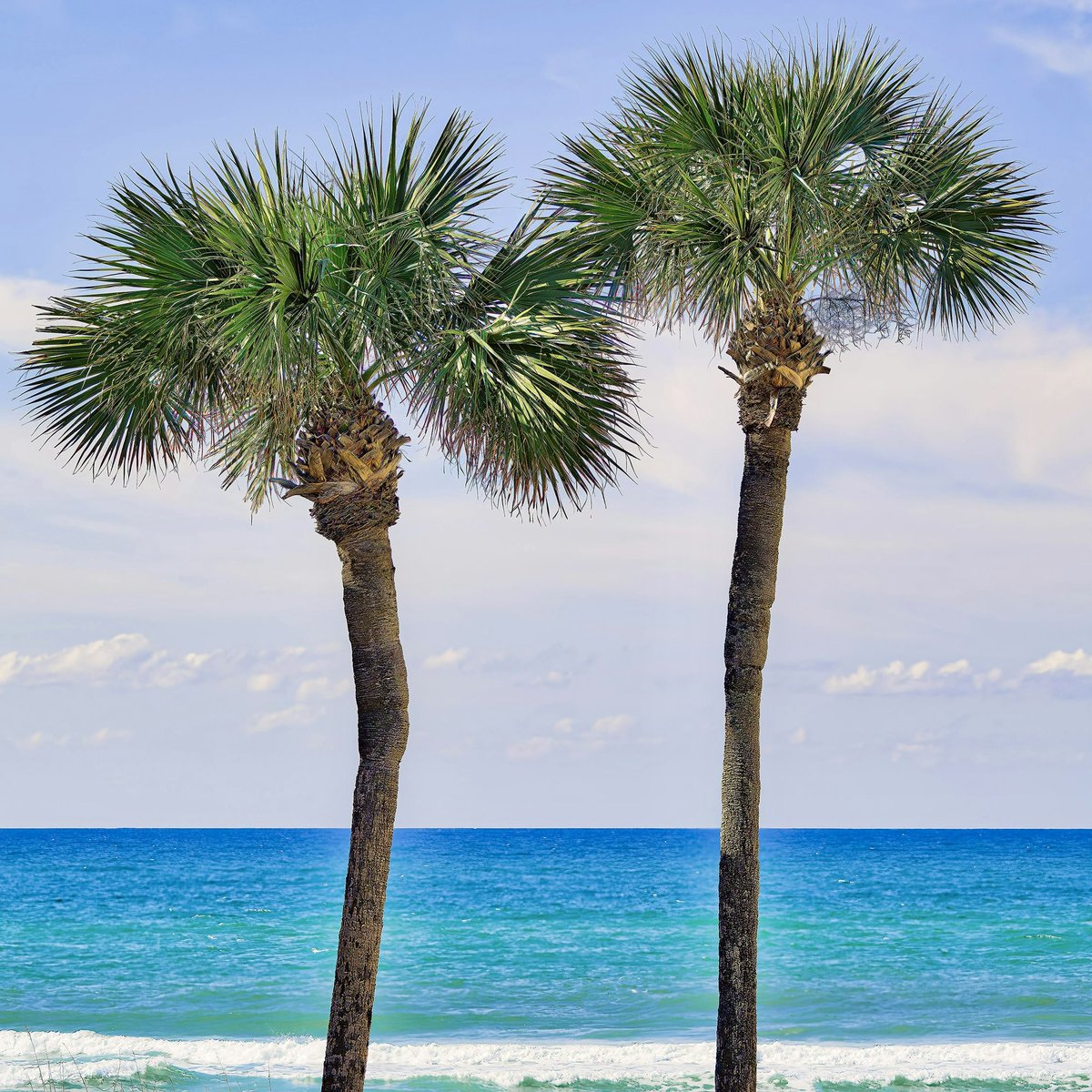 Southern Scenery tweet media