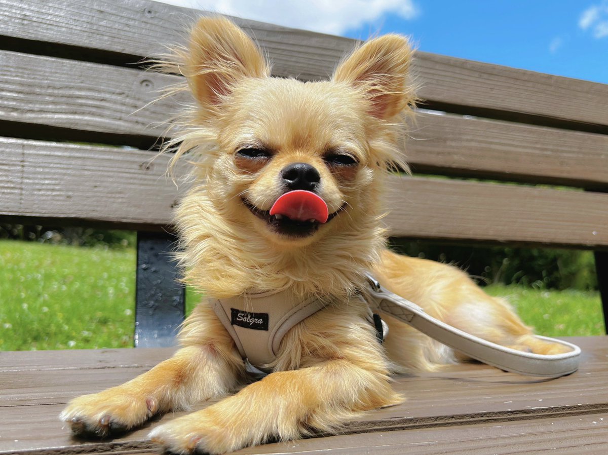 新田恵海　the betty nymph 新田恵海 the betty nymph