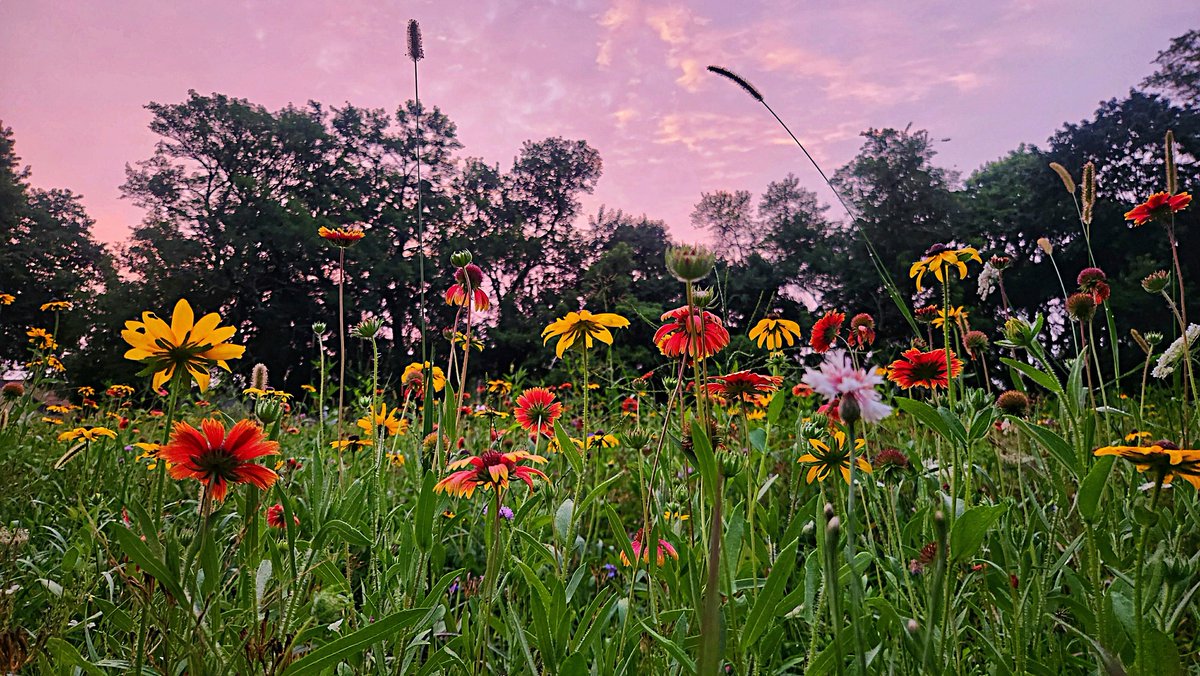 𝐍𝐚𝐭𝐮𝐫𝐞 𝐖𝐚𝐭𝐜𝐡 𝐖𝐞𝐝𝐧𝐞𝐬𝐝𝐚𝐲
In August, wildflowers are often in peak bloom, like this wildflower garden at Thompson Park. Wildflowers play a key role in supporting native pollinators, such as bees and butterflies. 

Photo credit: Darrin Morrissey